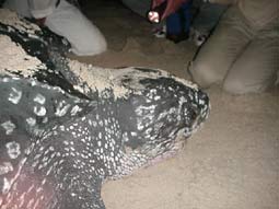 Turtles Head